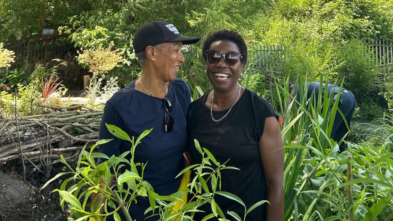 Pigeon rescue, organ care and the garden friendship built