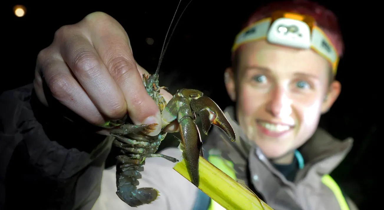 Crayfish vs crayfish: Who will win our rivers?