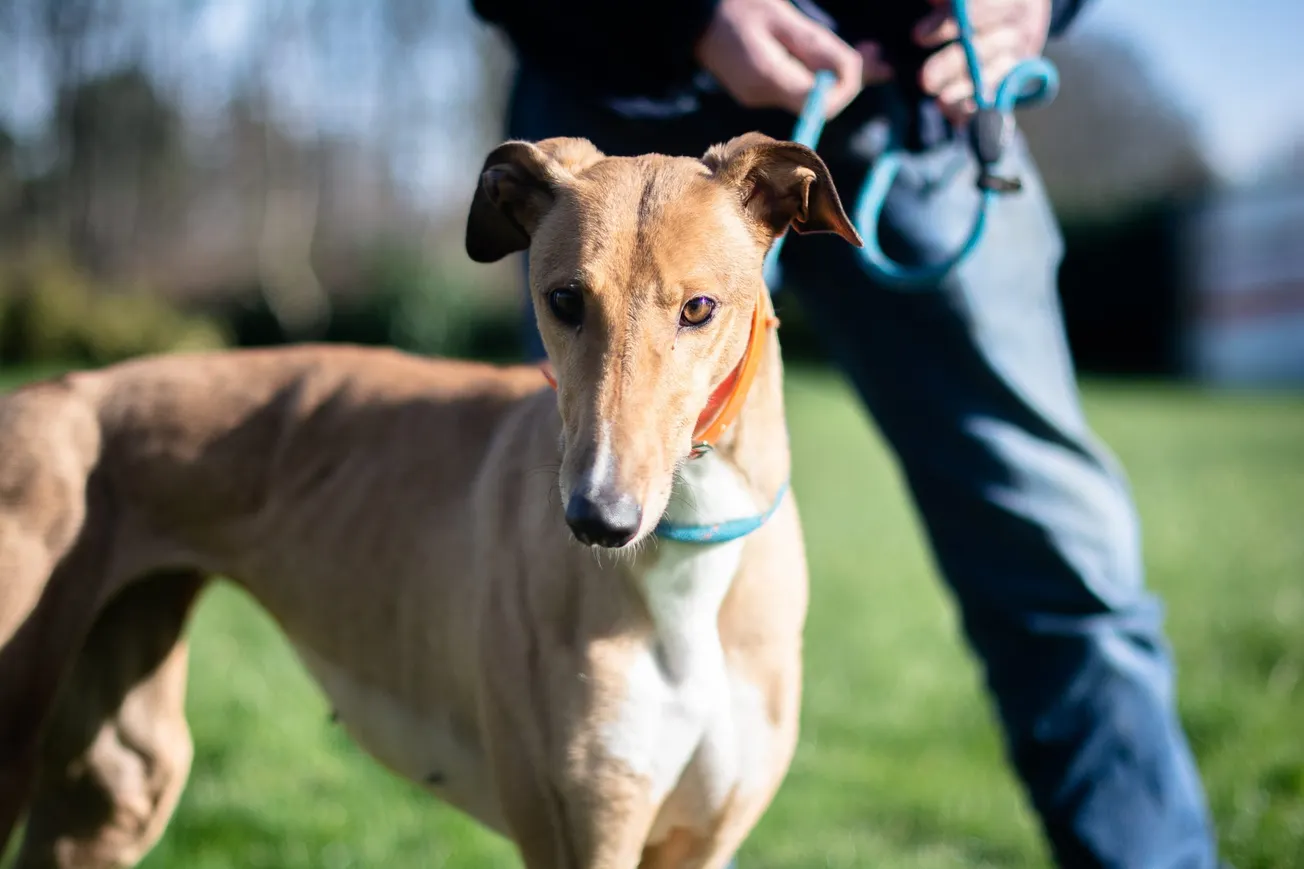 For the love of dogs