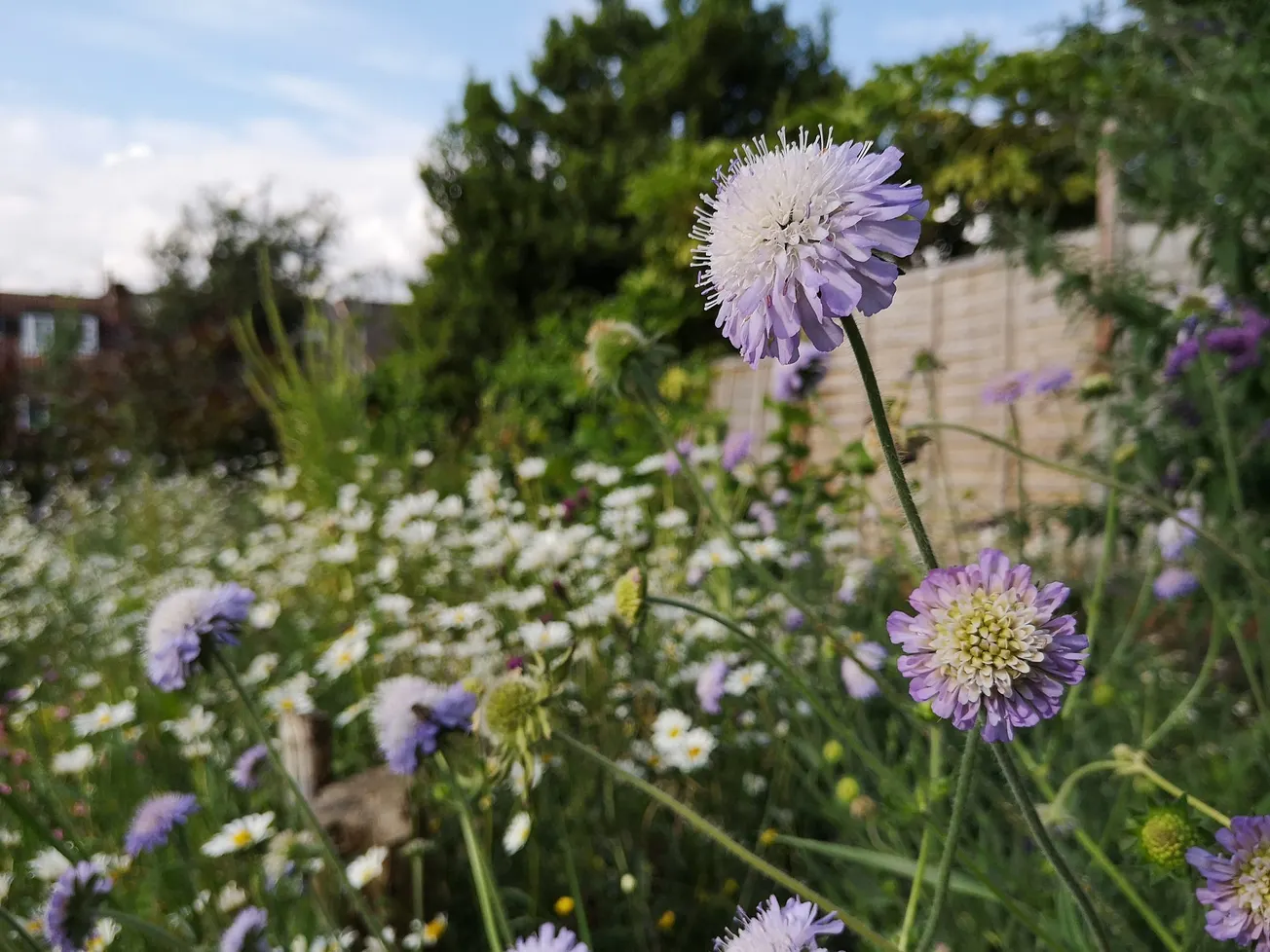 The beautiful, uplifting community gardens of Meersbrook