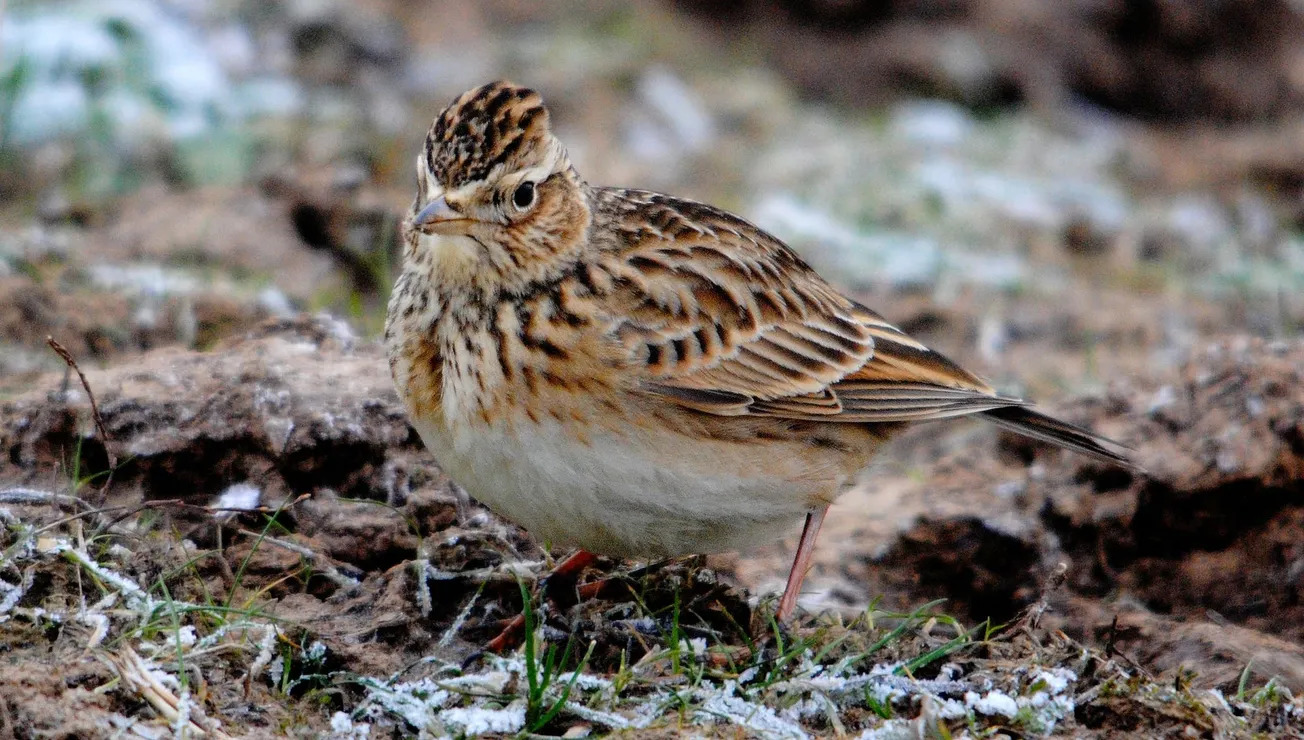 The skylark strikes back