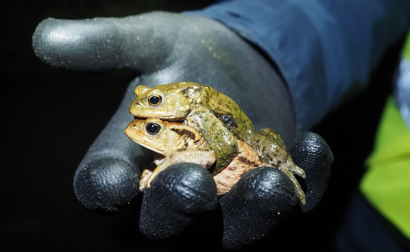 Saving lives, one slimy creature at a time: Working the night shift with Sheffield’s toad patrol