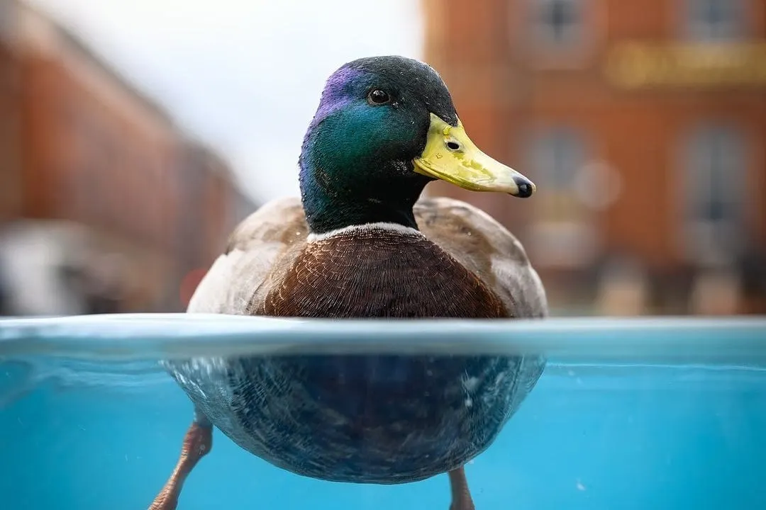 Why is Sheffield Council cutting support for older foster children?