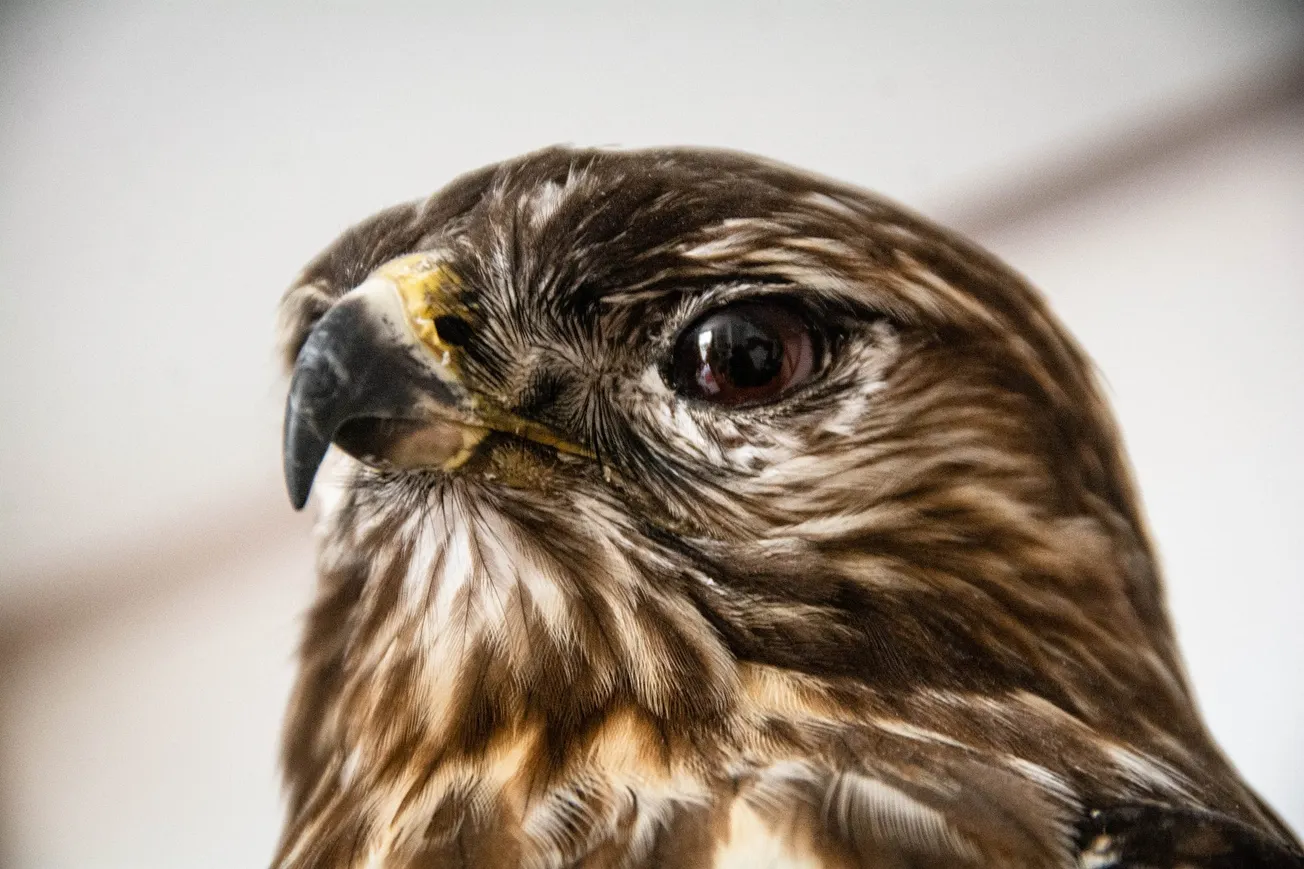 The Sheffield taxidermist who brings dead birds back to life, one feather at a time