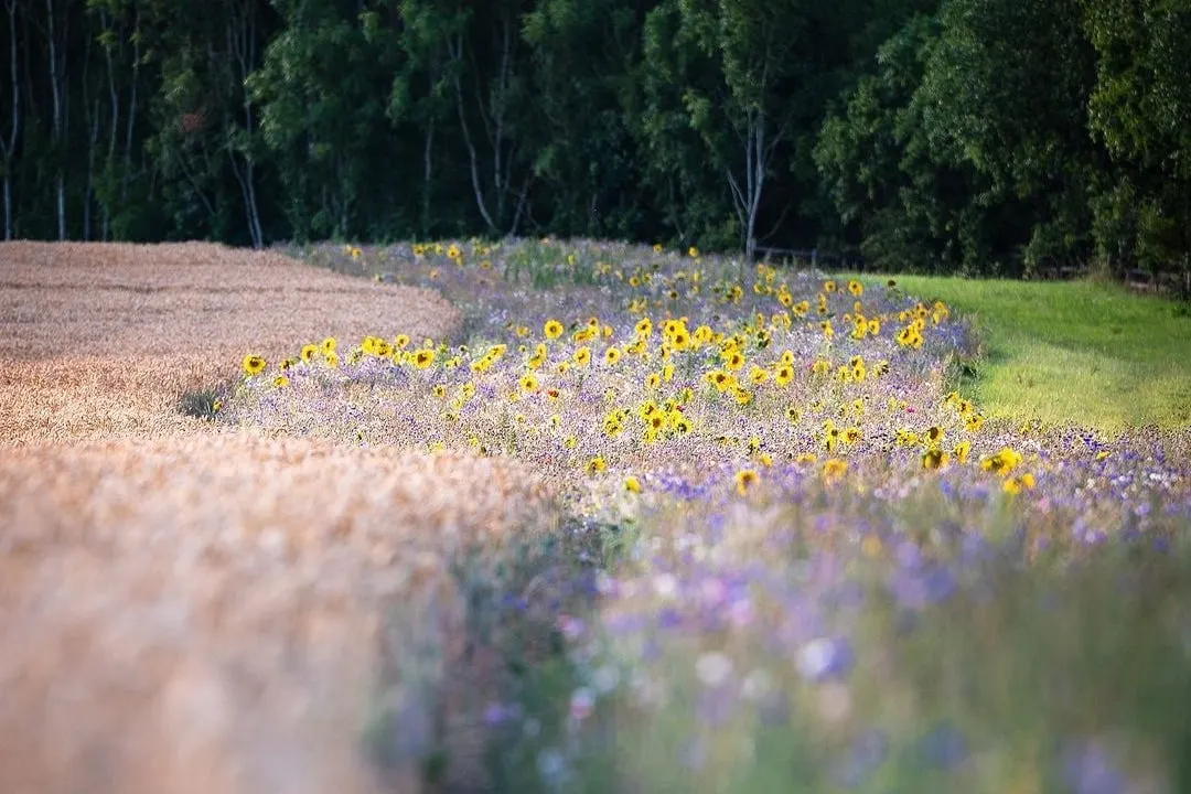 Putting the Sheaf back into Sheffield