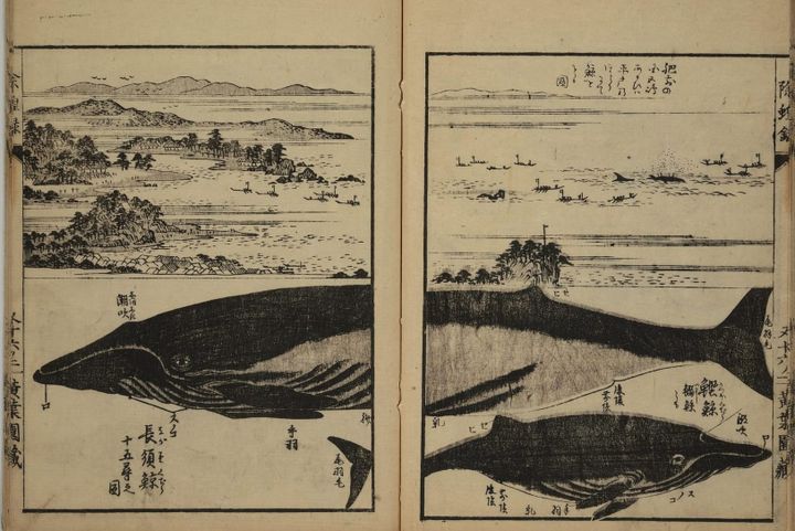 week 4 / 2026: baleen and blubber