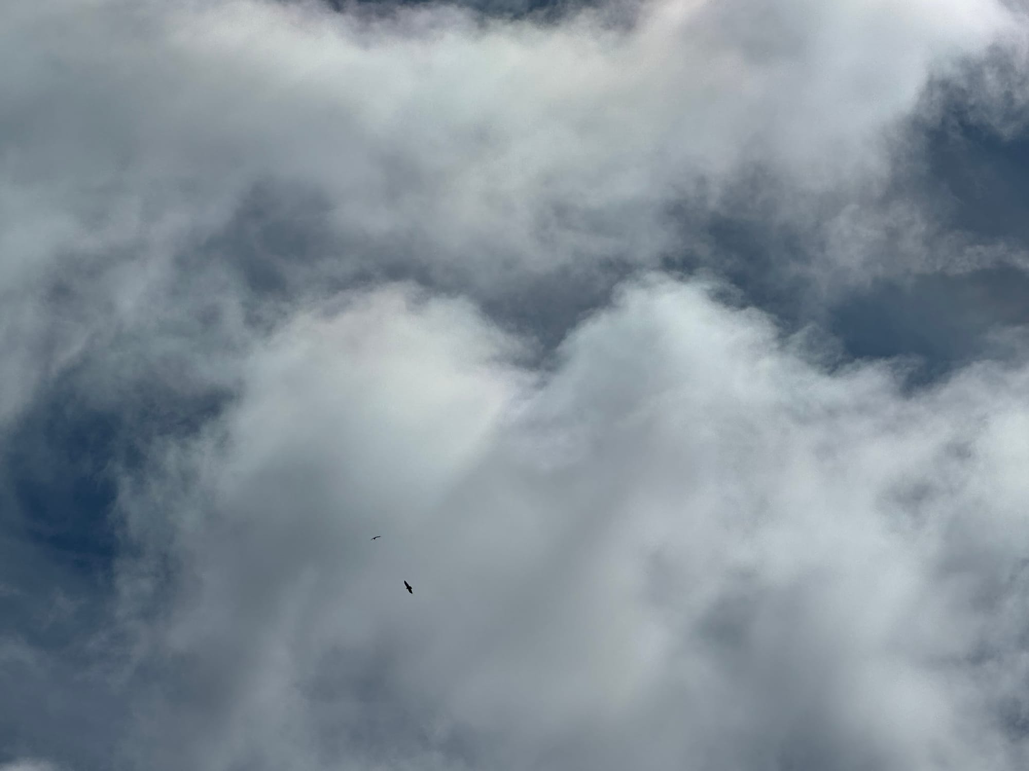 two birds with large wingspan against sky and clouds seen from below