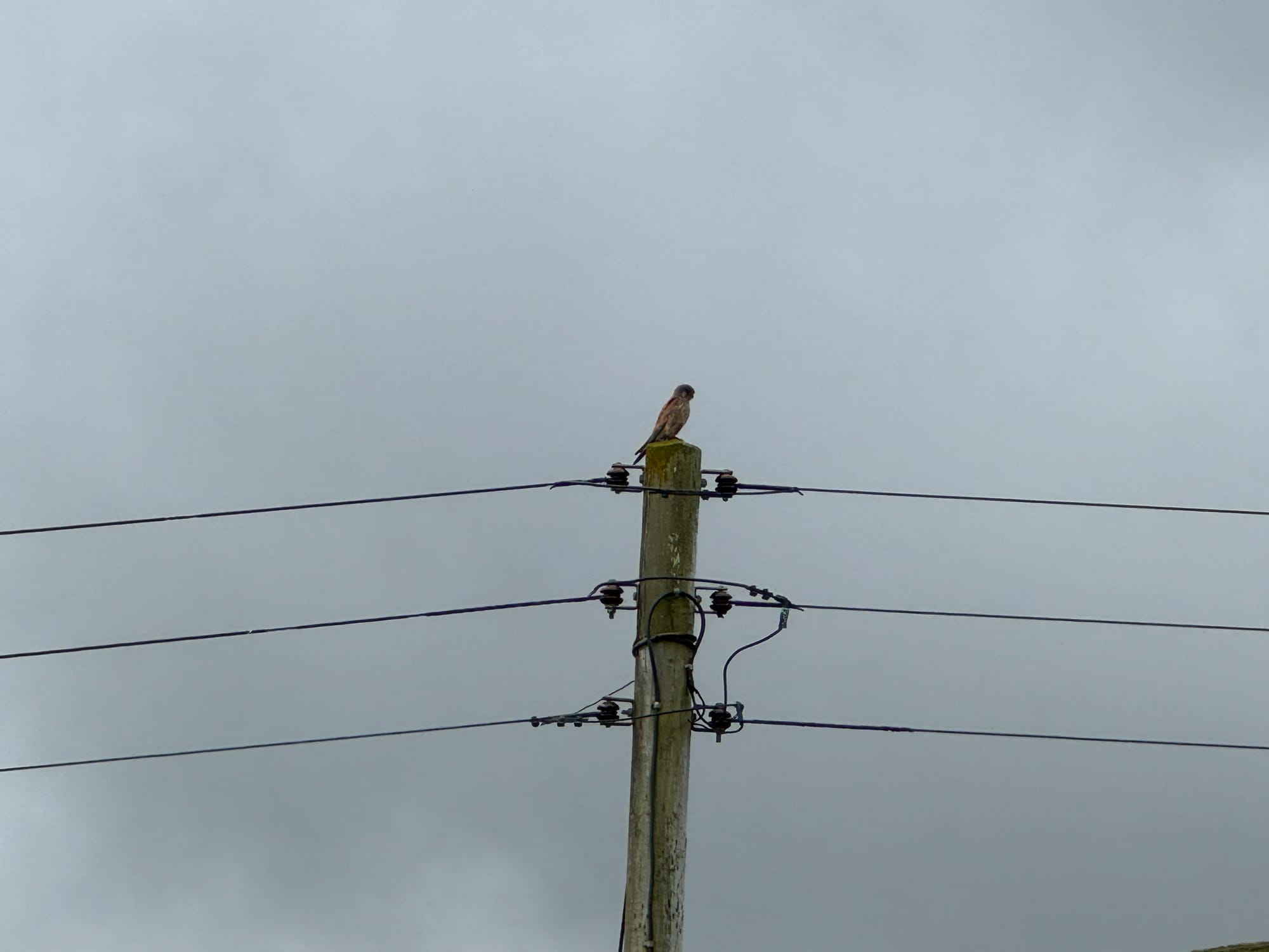 an orange and brown bodied bird perched on a utility pole