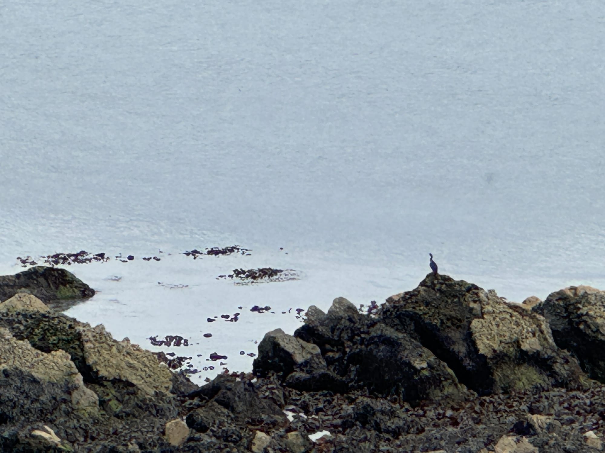 a long neck and dark bodied bird perched on a rock overlooking the ocean