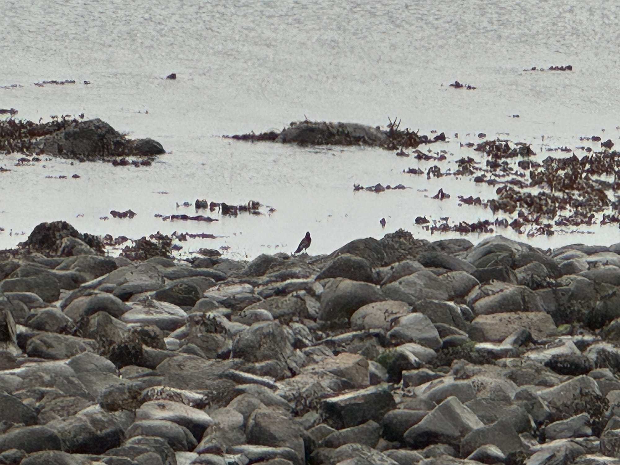 a dark bodied bird standing on rocky shores overlooking the ocean