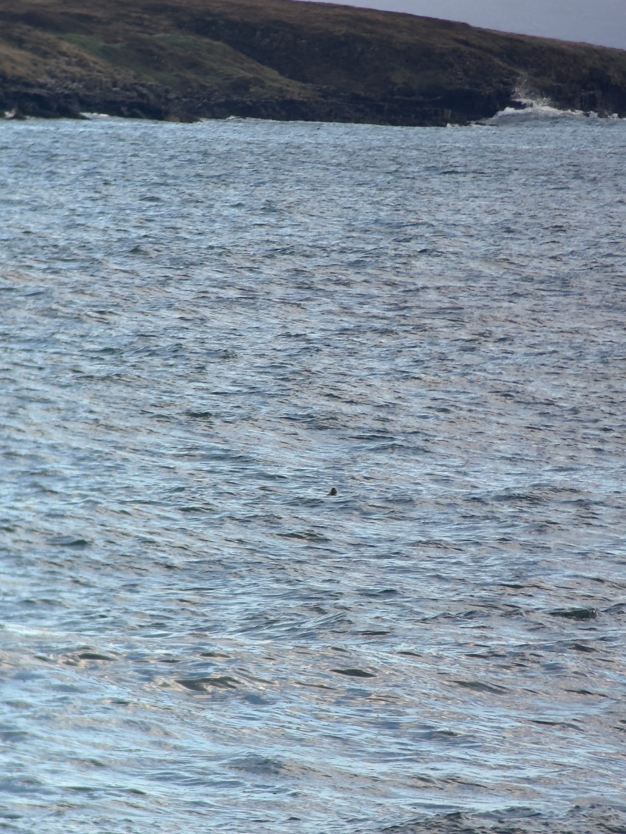 a grey bodied mammal showing tip of a nose in the middle of dynamic ocean waves