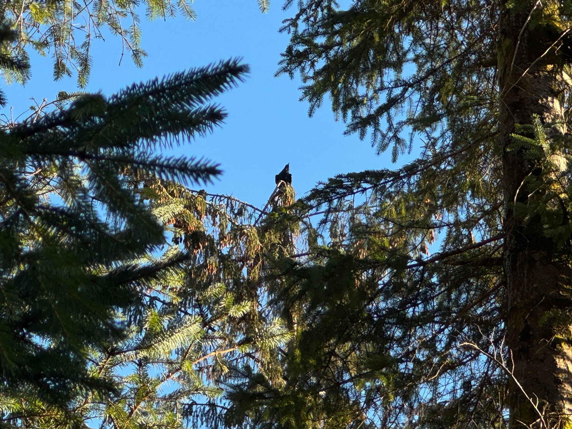 a dark bodied bird perched on a pine tree top seen from below