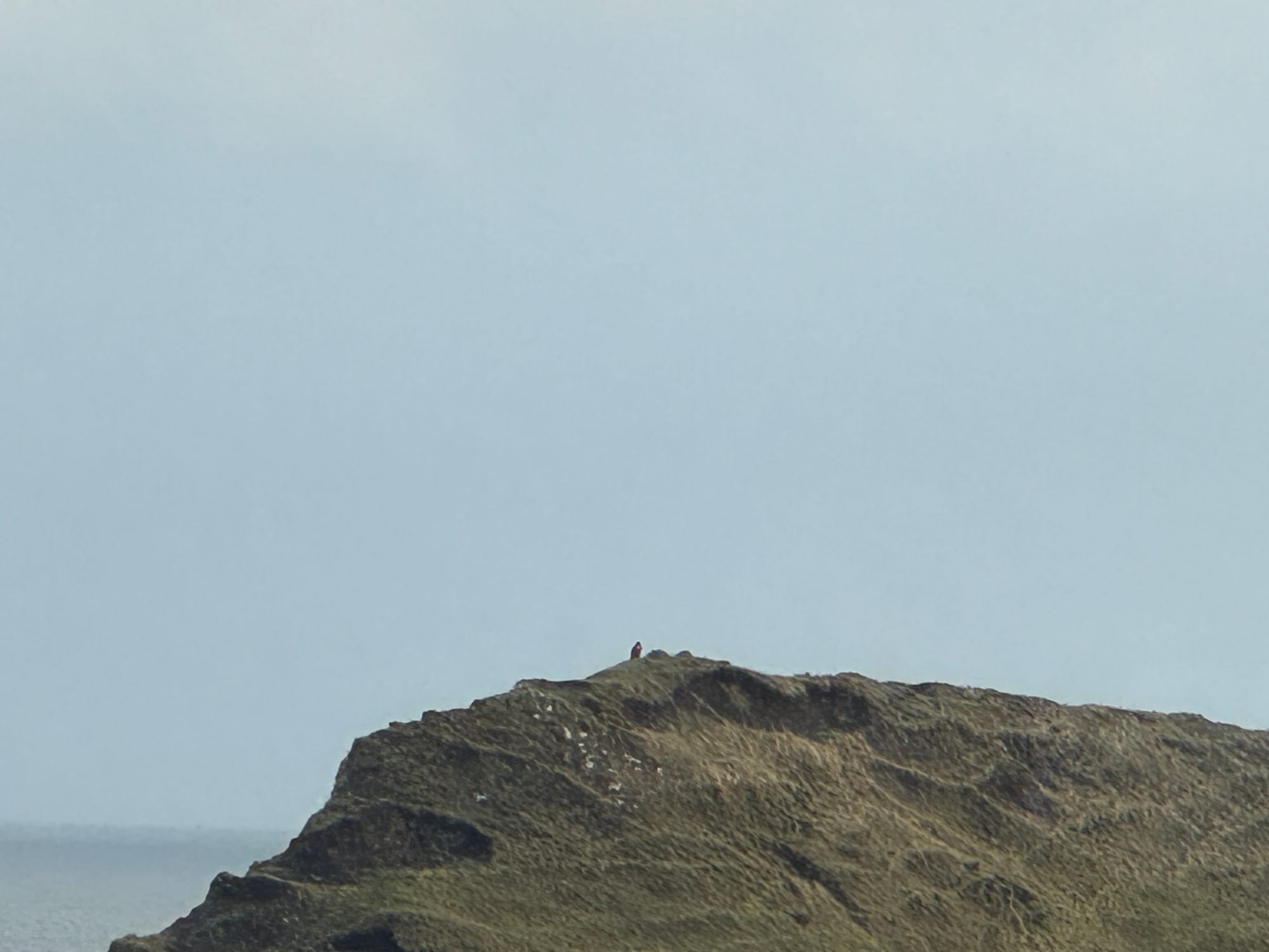 a brown bodied bird with white chest on a hill ridge