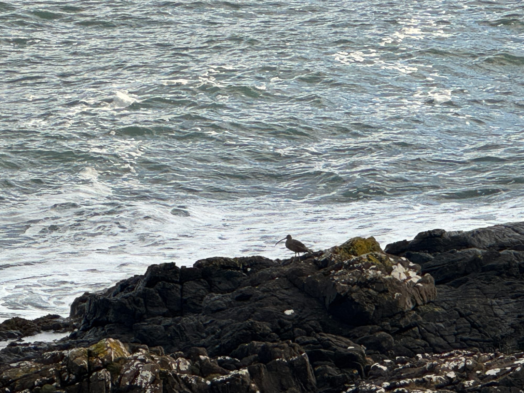 a dark bodied bird with curly and long beak walking on rocky shores of an ocean