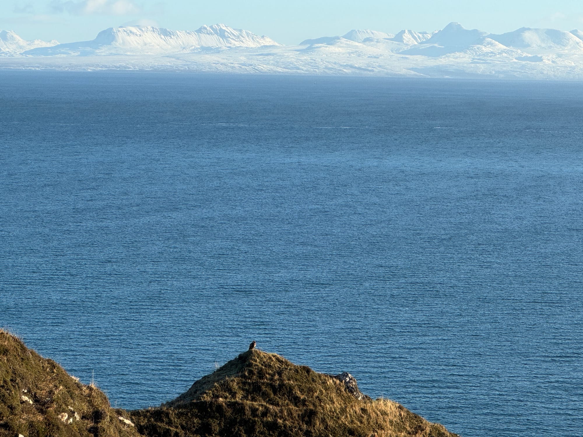 a brown bodied bird perched on a hill top against background of blue ocean and snow mountains
