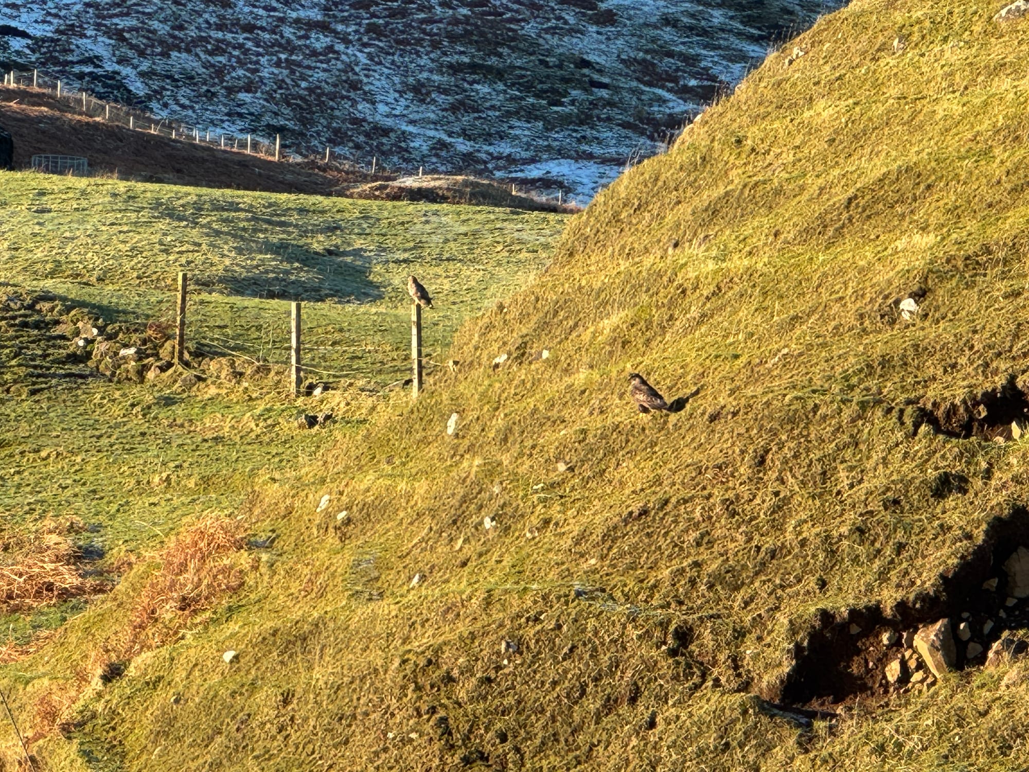 two brown bodied birds one perched on a fence post and another in a hilly field