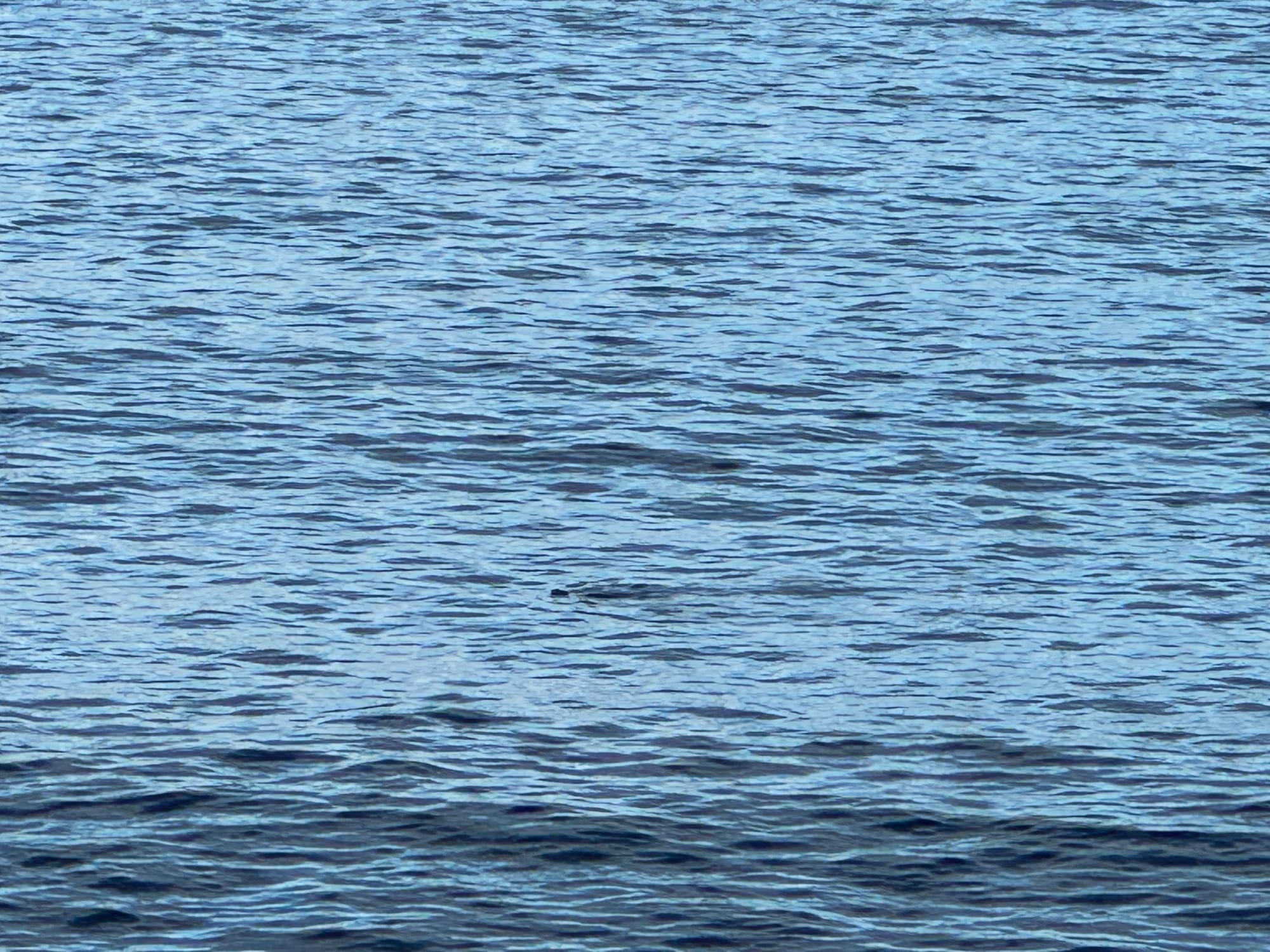 a dark bodied mammal showing tip of head and belly in the middle of an ocean