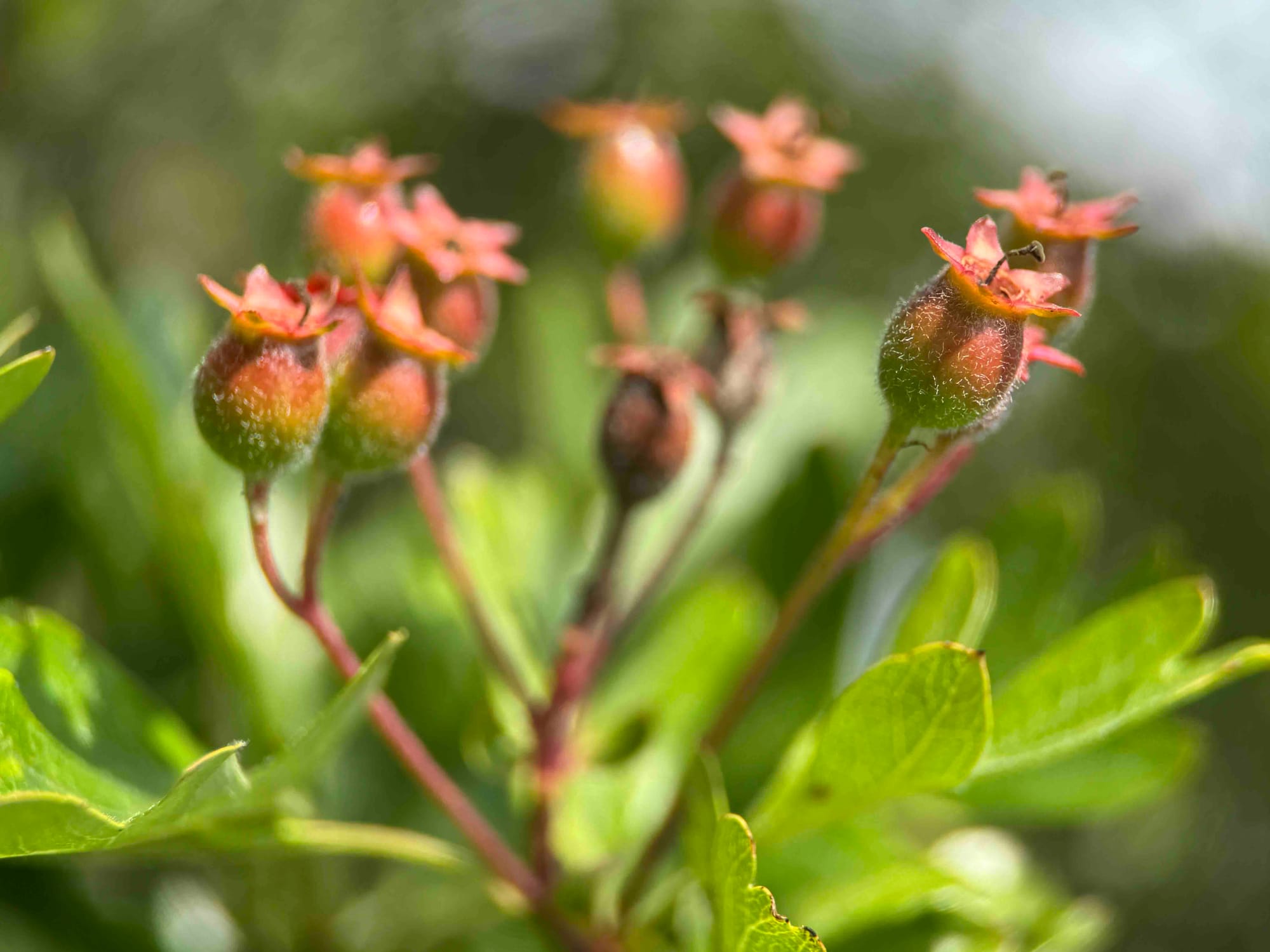 hawthorn fruit forming, still with green at the bottom 