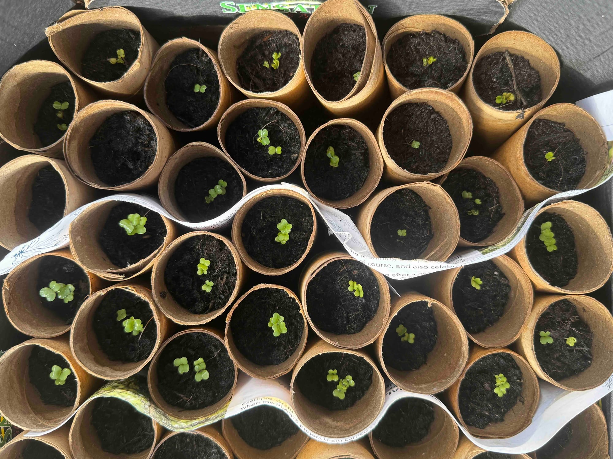 a box of small green seedlings growing separately in used toilet paper rolls 