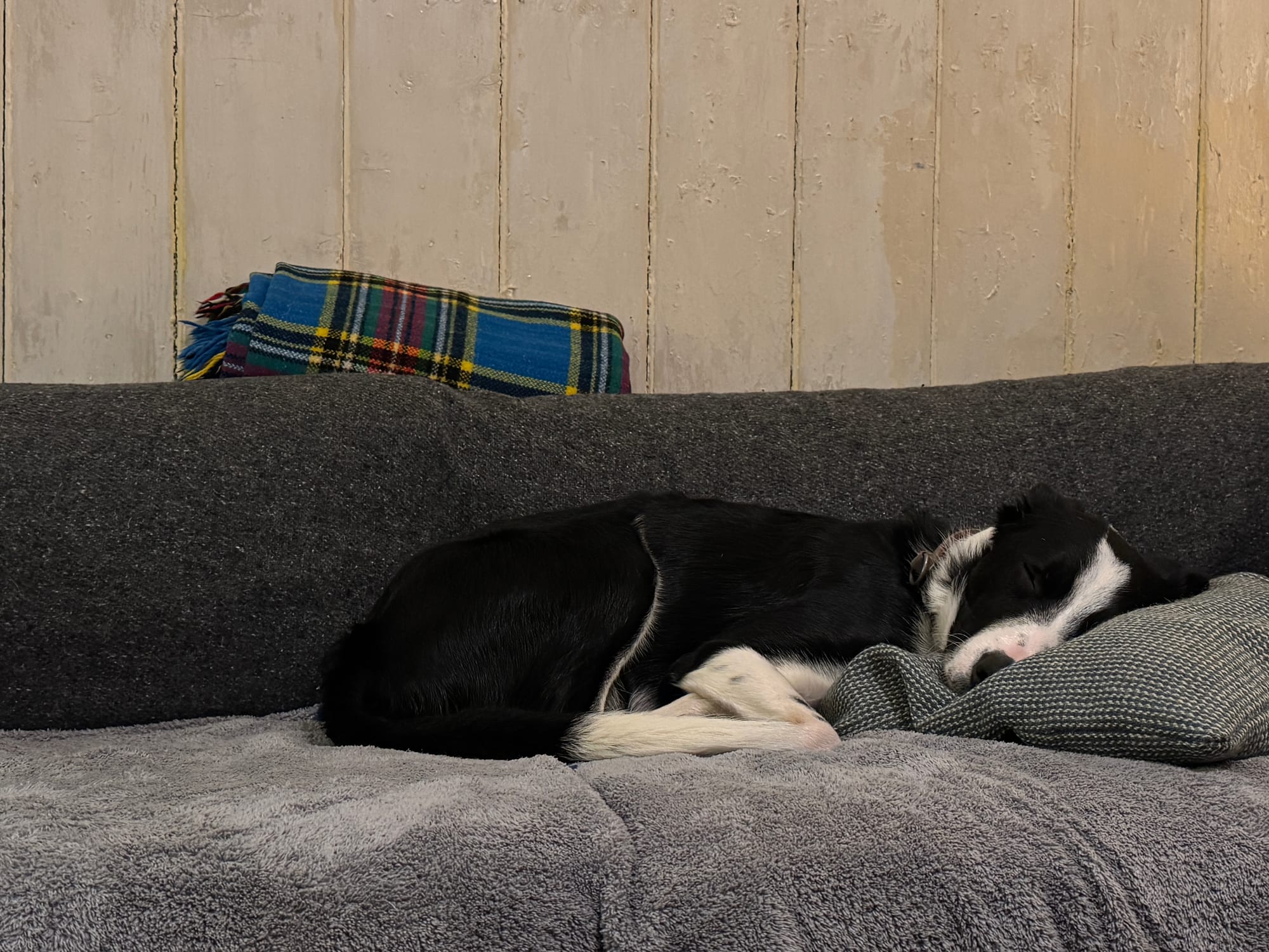 Nunu, a black and white border collie, sleeps curled up on a gray couch, resting its head on a cushion with a plaid blanket draped behind.