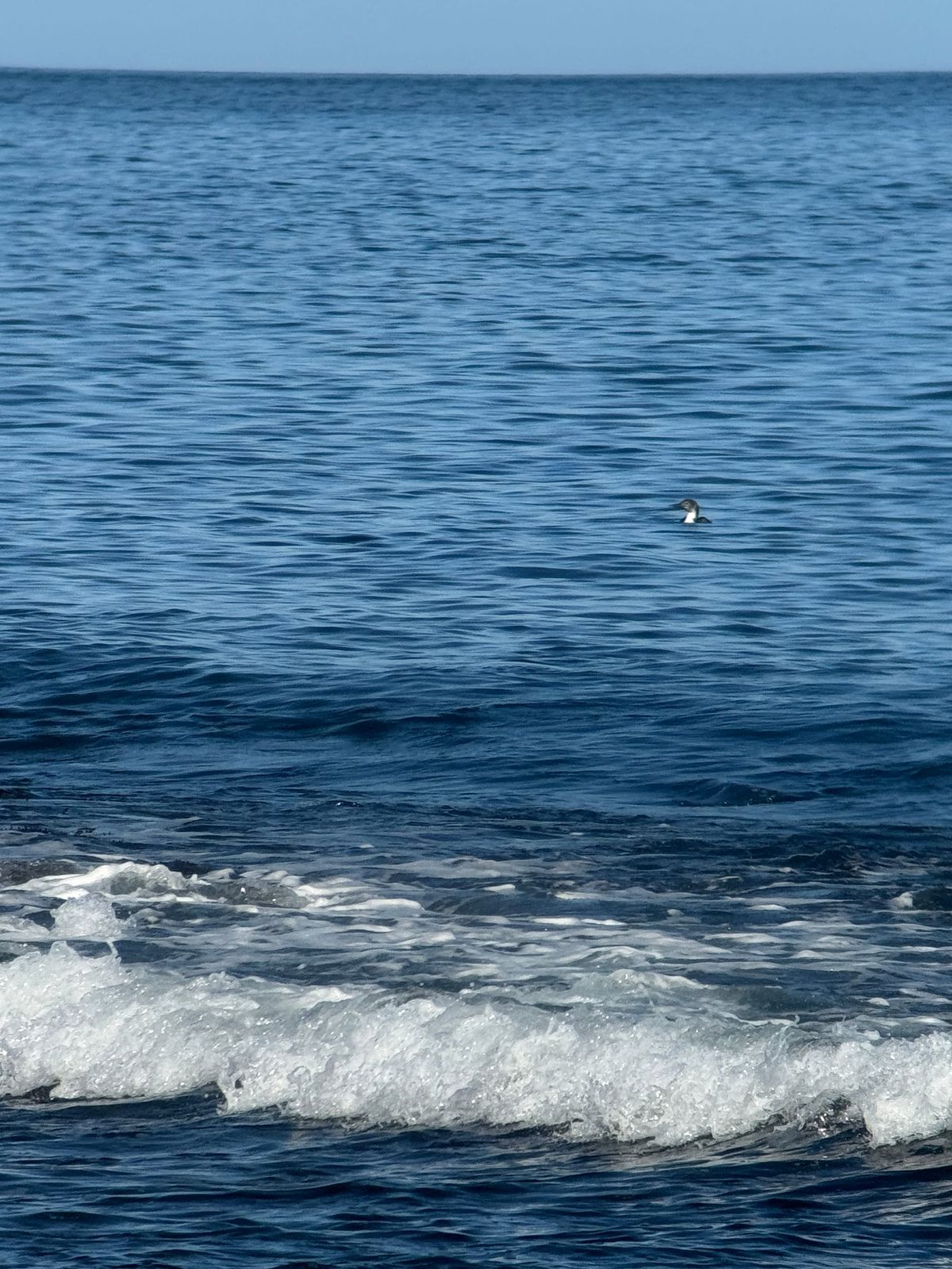 a great northern diver in the ocean seen from a far 