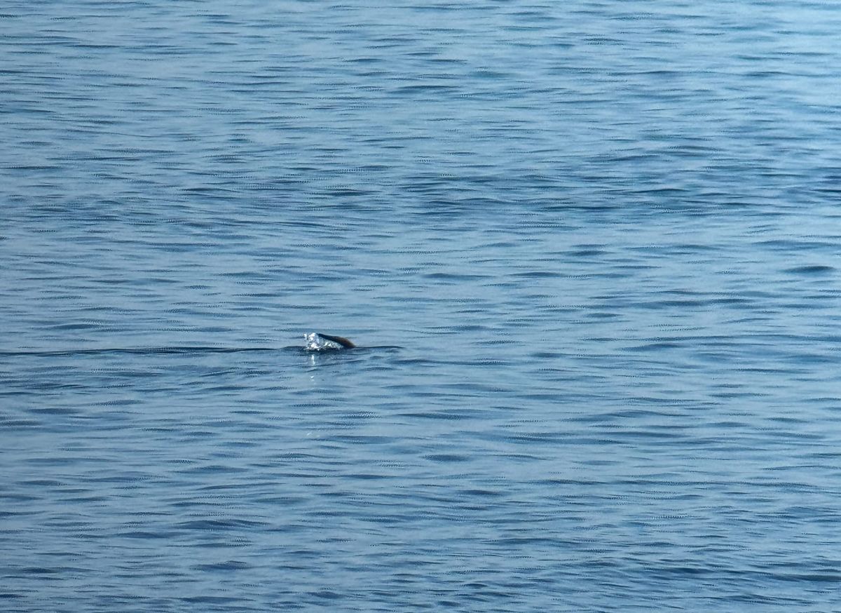 the tail of an Eurasian otter before submerging in the ocean