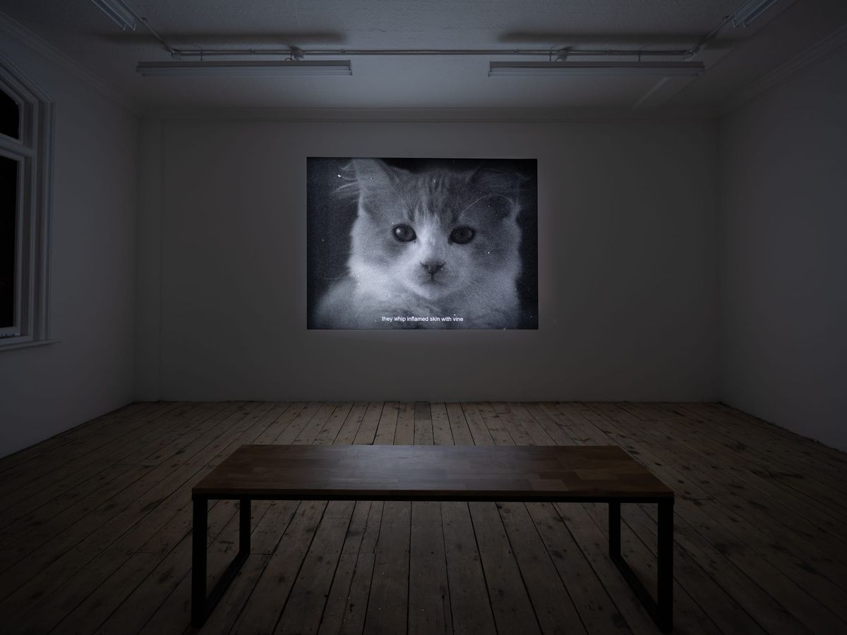 installation view of the film, a wooden bench on wooden floor, in front of the projected image, which is paused at the face of a cat
