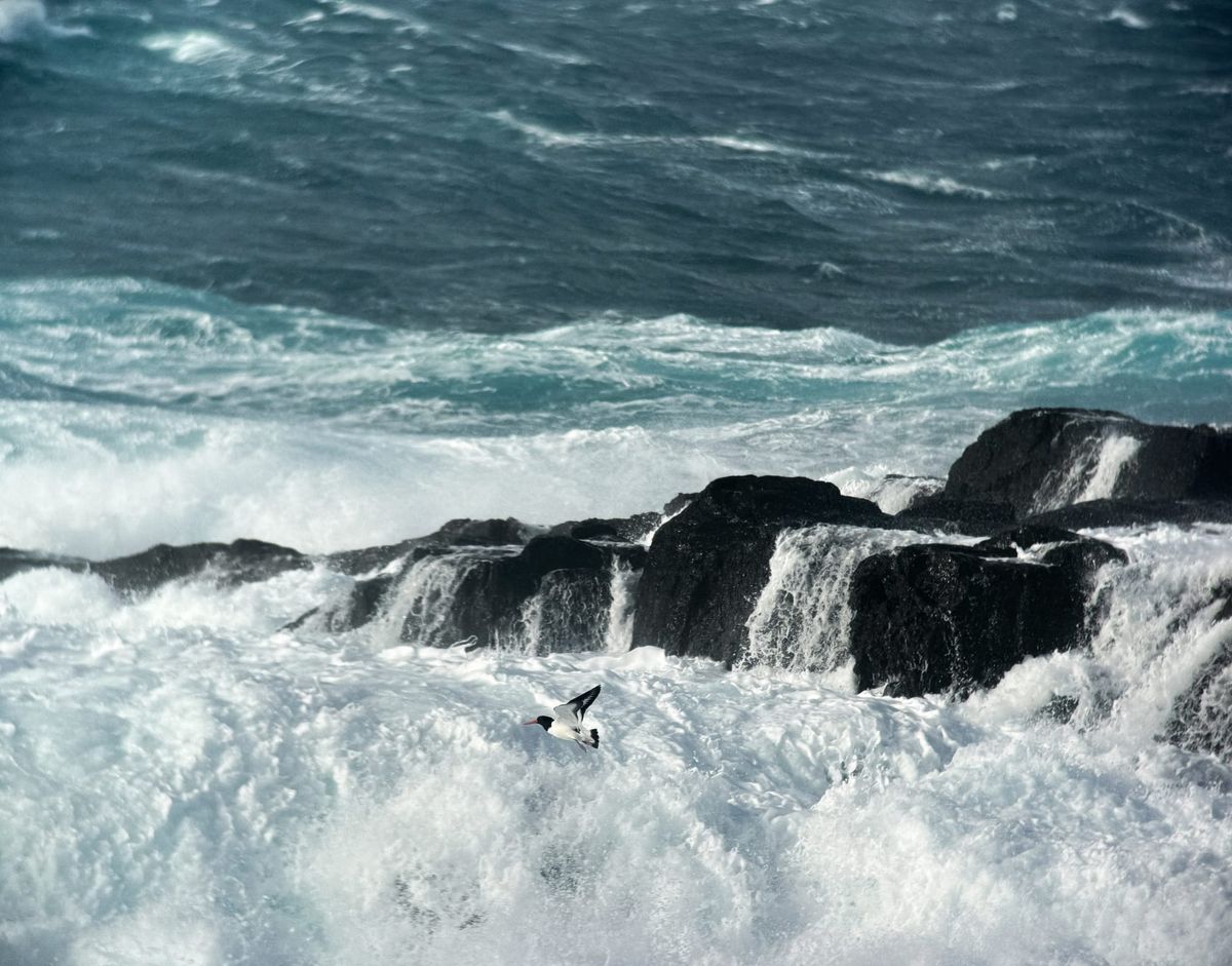 an oyster catcher flying over sea stacks and roaring ocean waves in deep blue and white foamy surfaces