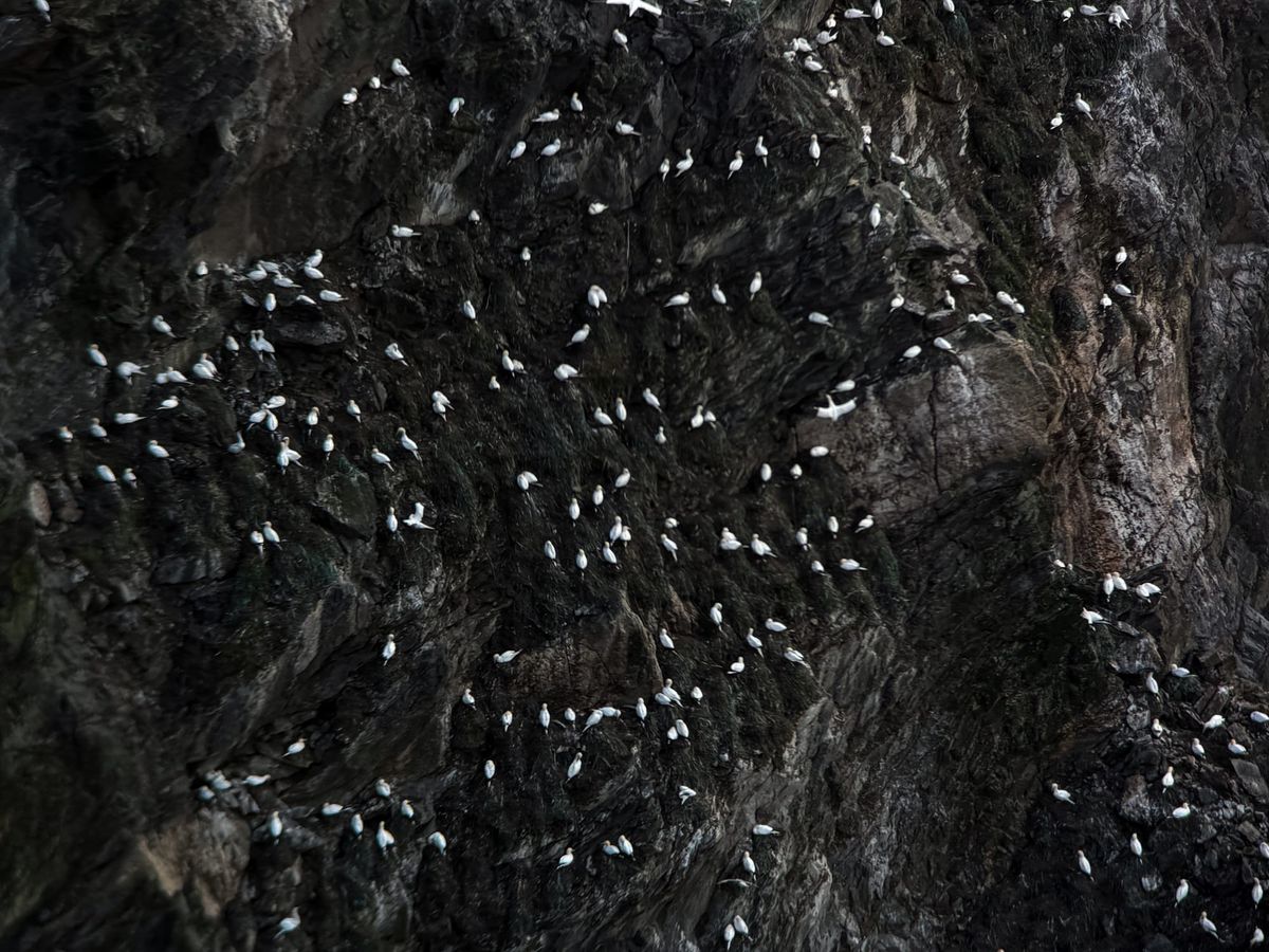 A steep, dark rocky cliff face dotted with dozens of gannets clinging to narrow ledges.