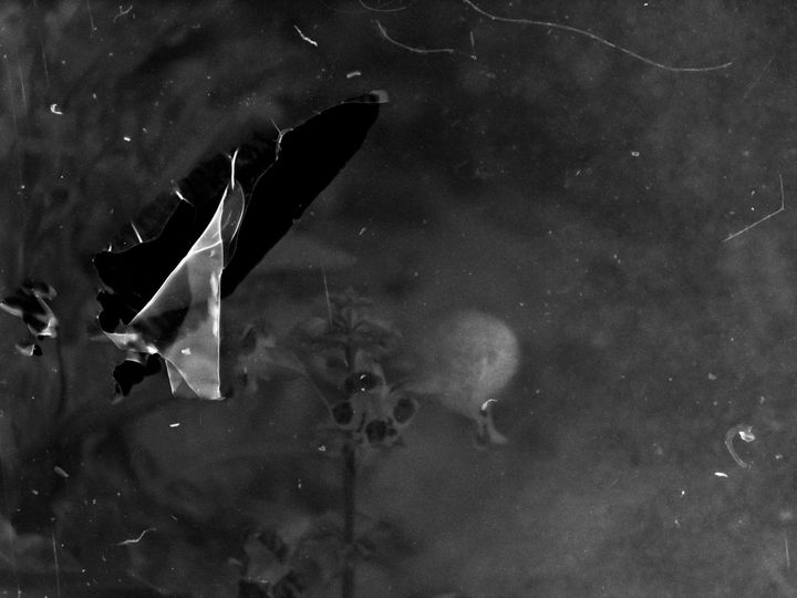 a severe scratch mark overlays black and white image of plants growing in burn filled with water