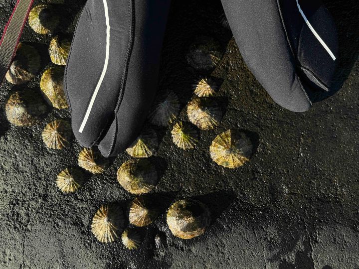 feet in wetsuit socks next to common european limpet on rocks near shores 