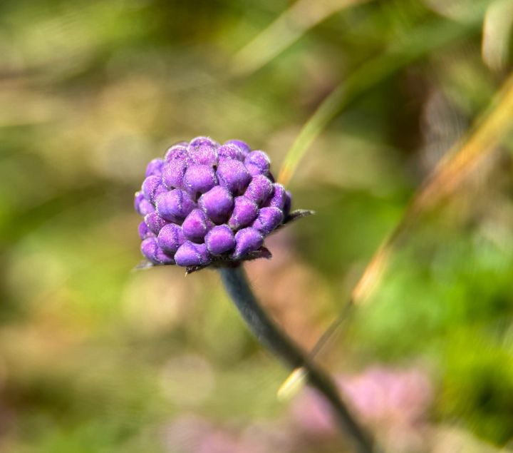 a purple devil's-bit scabious against blurry green background 