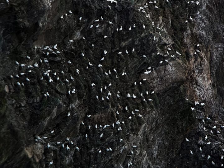 A steep, dark rocky cliff face dotted with dozens of gannets clinging to narrow ledges.