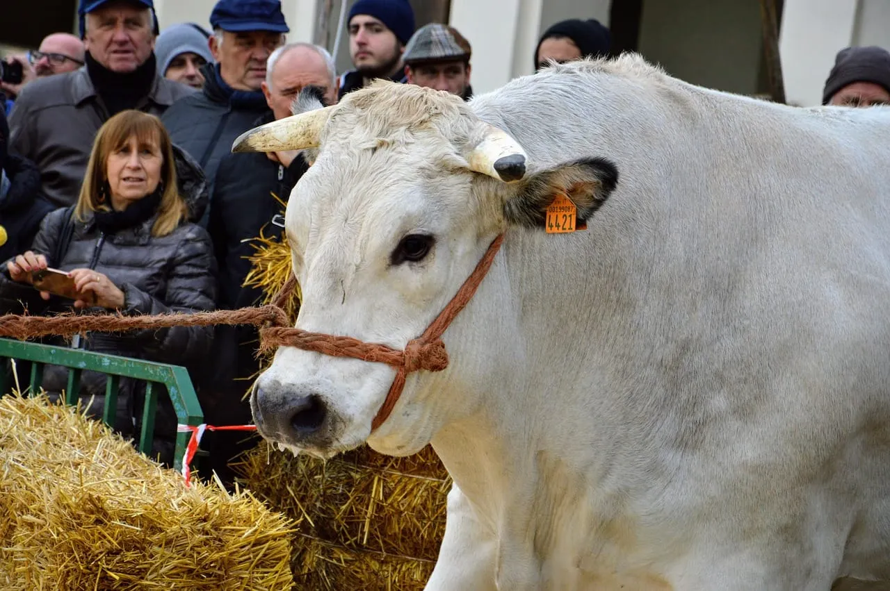 The Fiera del Bue Grasso in Carrù, Piedmont — Italy's oldest fat ox festival