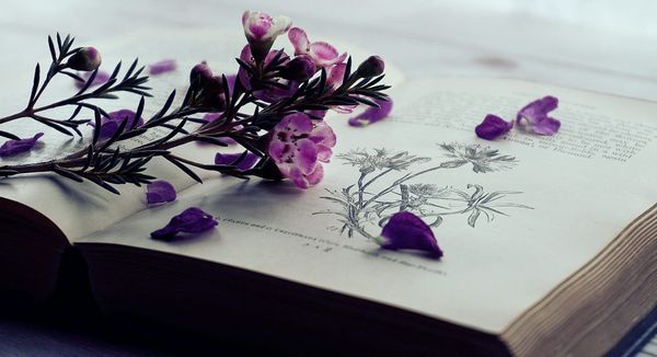 The Rise of the Collector’s Edition: Why Beautiful Print Books Are the New Status Symbol