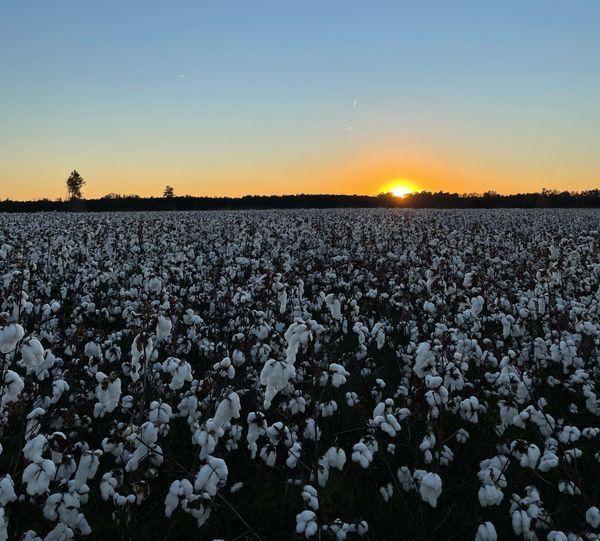 the sagging weight of the South