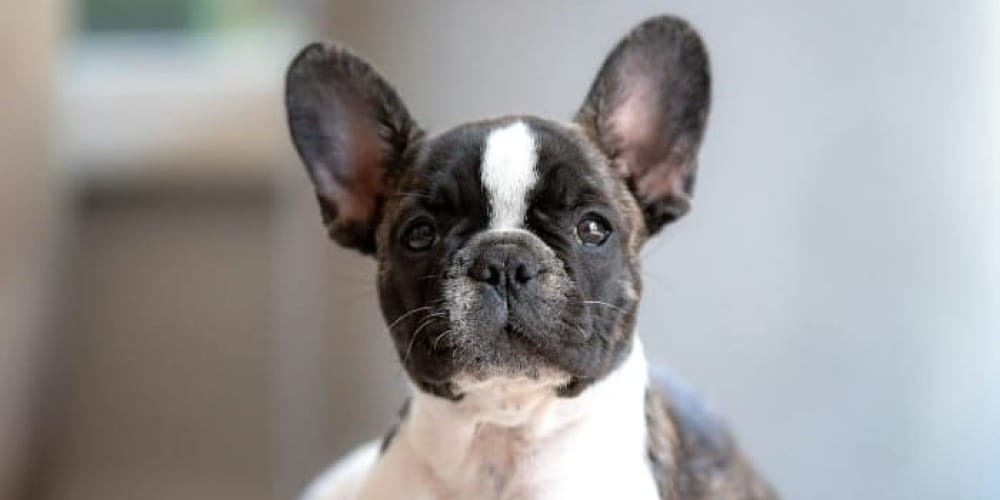 short-coated white and black puppy