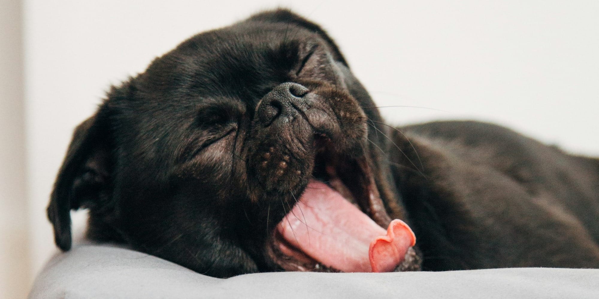 senior dog resting calmly in comfortable sleeping position