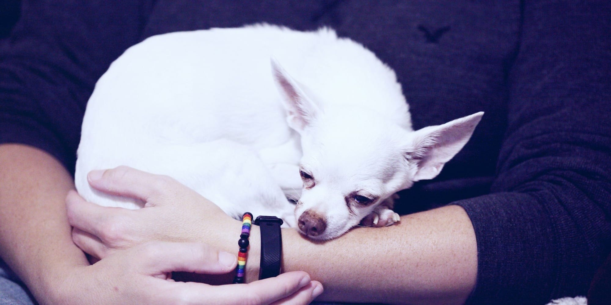 Elderly dog staring at wall showing early cognitive dysfunction symptoms