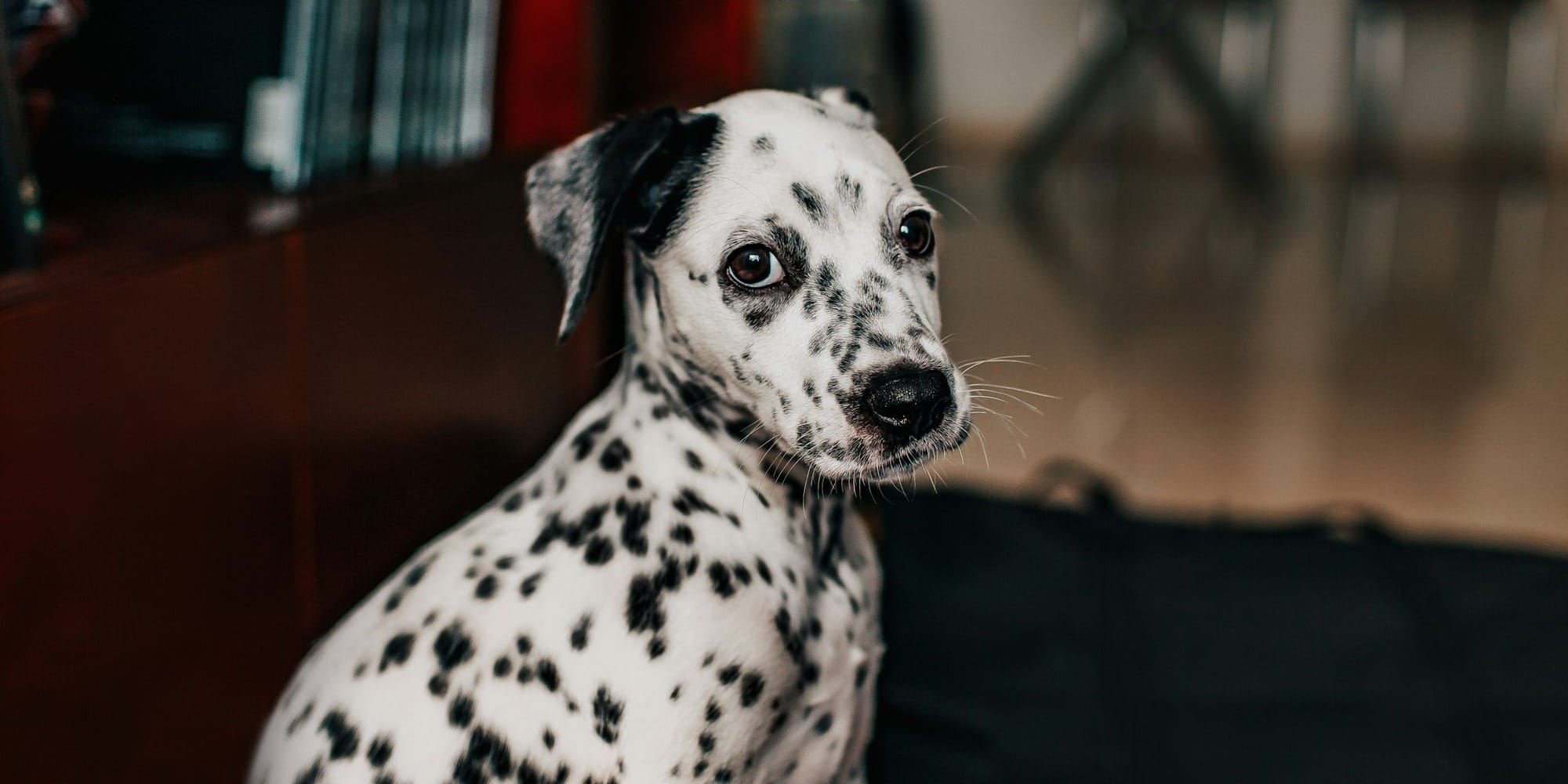 Senior dog displaying disorientation, a common sign of canine dementia