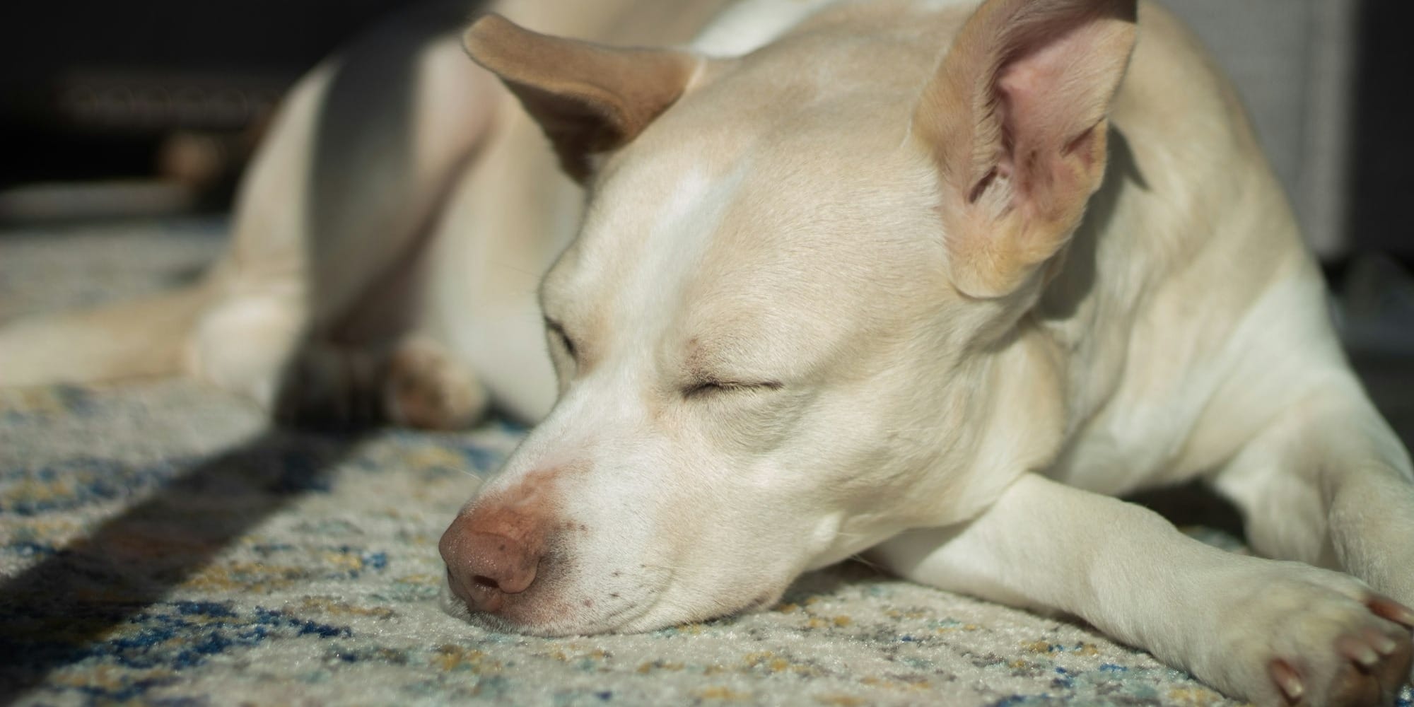 older dog settled in bed showing healthy nighttime behavior
