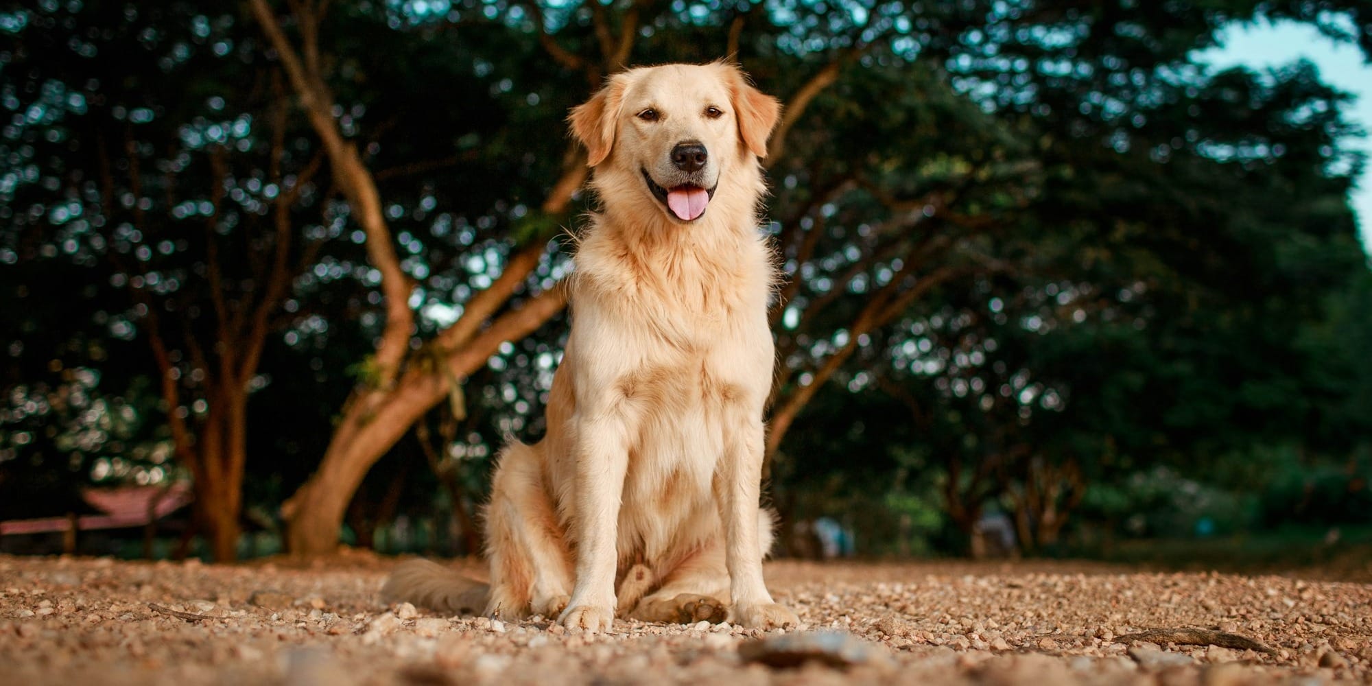 Golden Retrievers and other health issues reducing lifespan