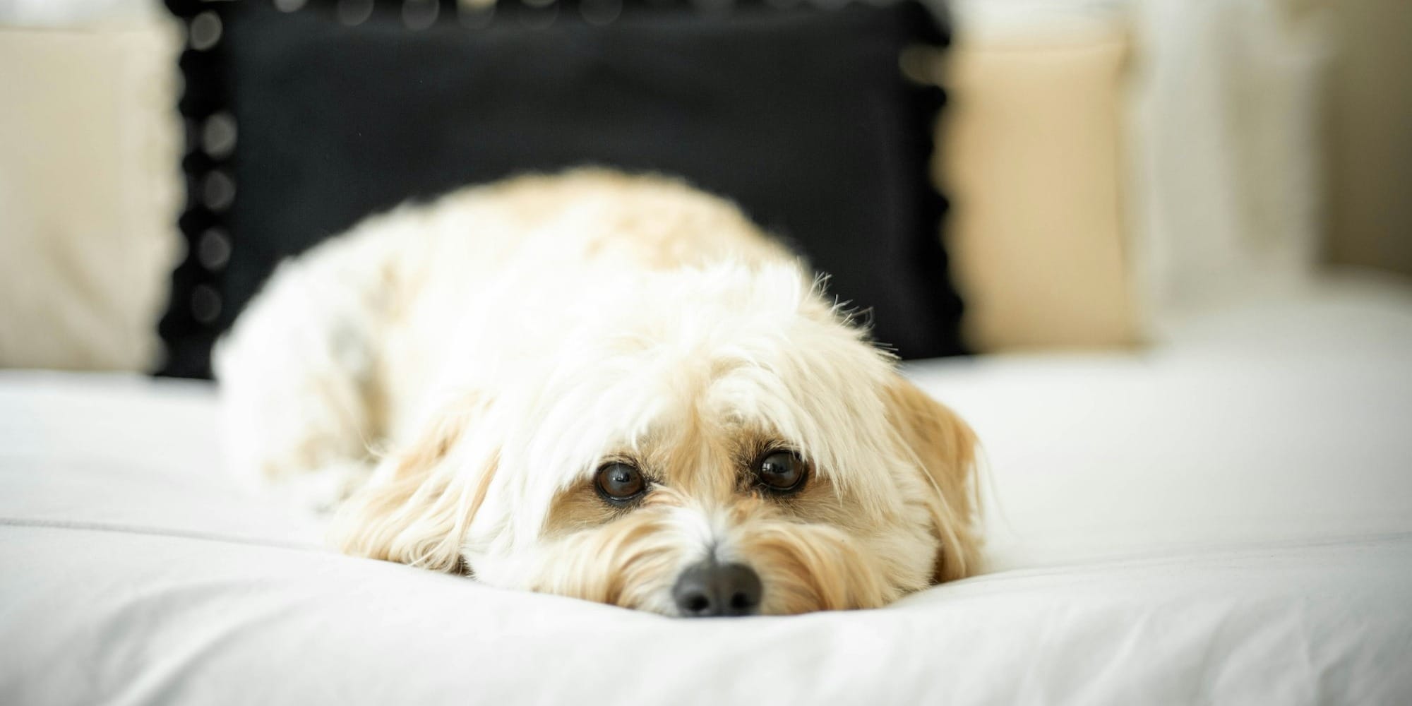 restless senior dog pacing at night showing signs of anxiety