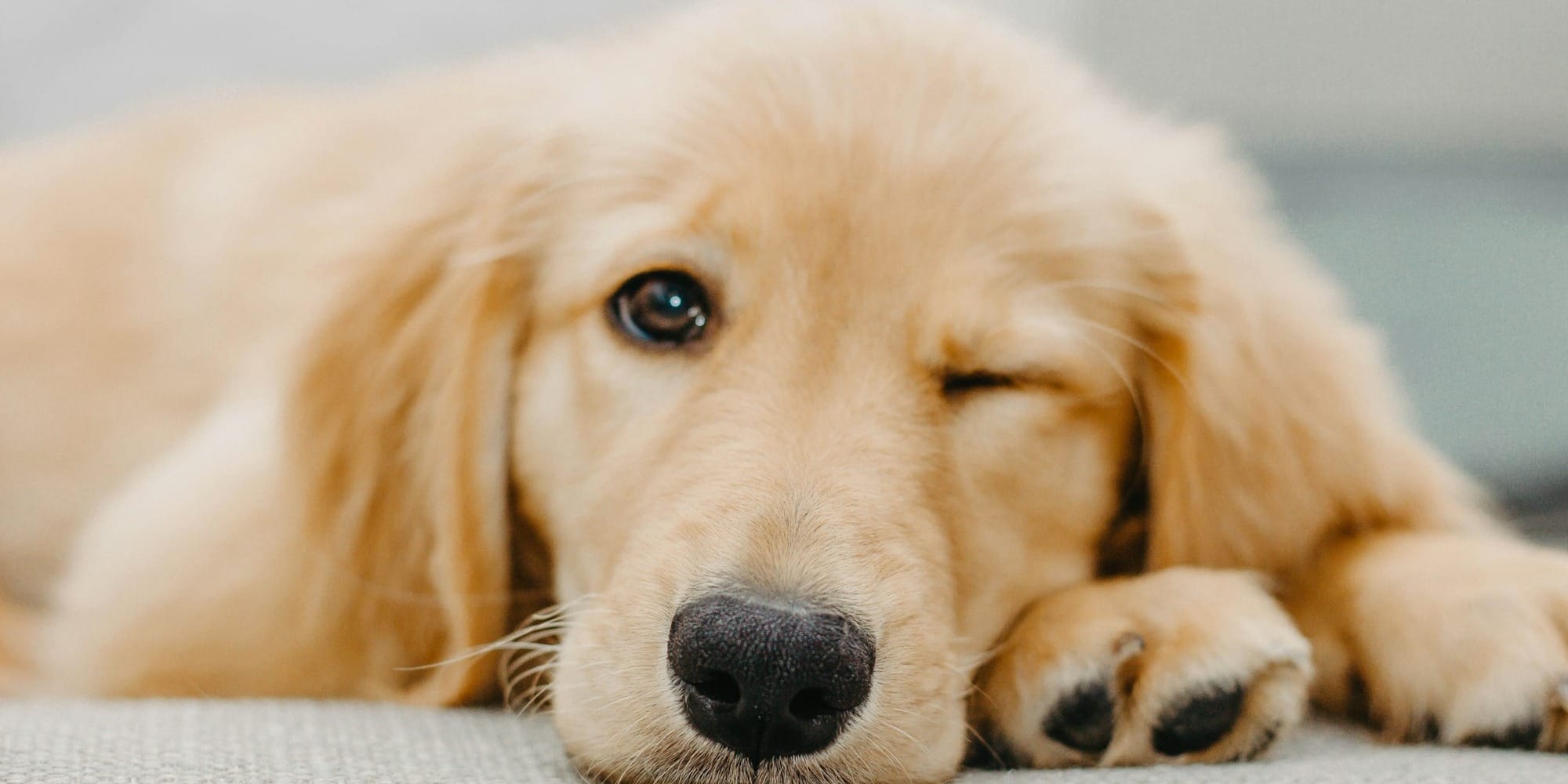 average Golden Retriever lifespan and life expectancy factors