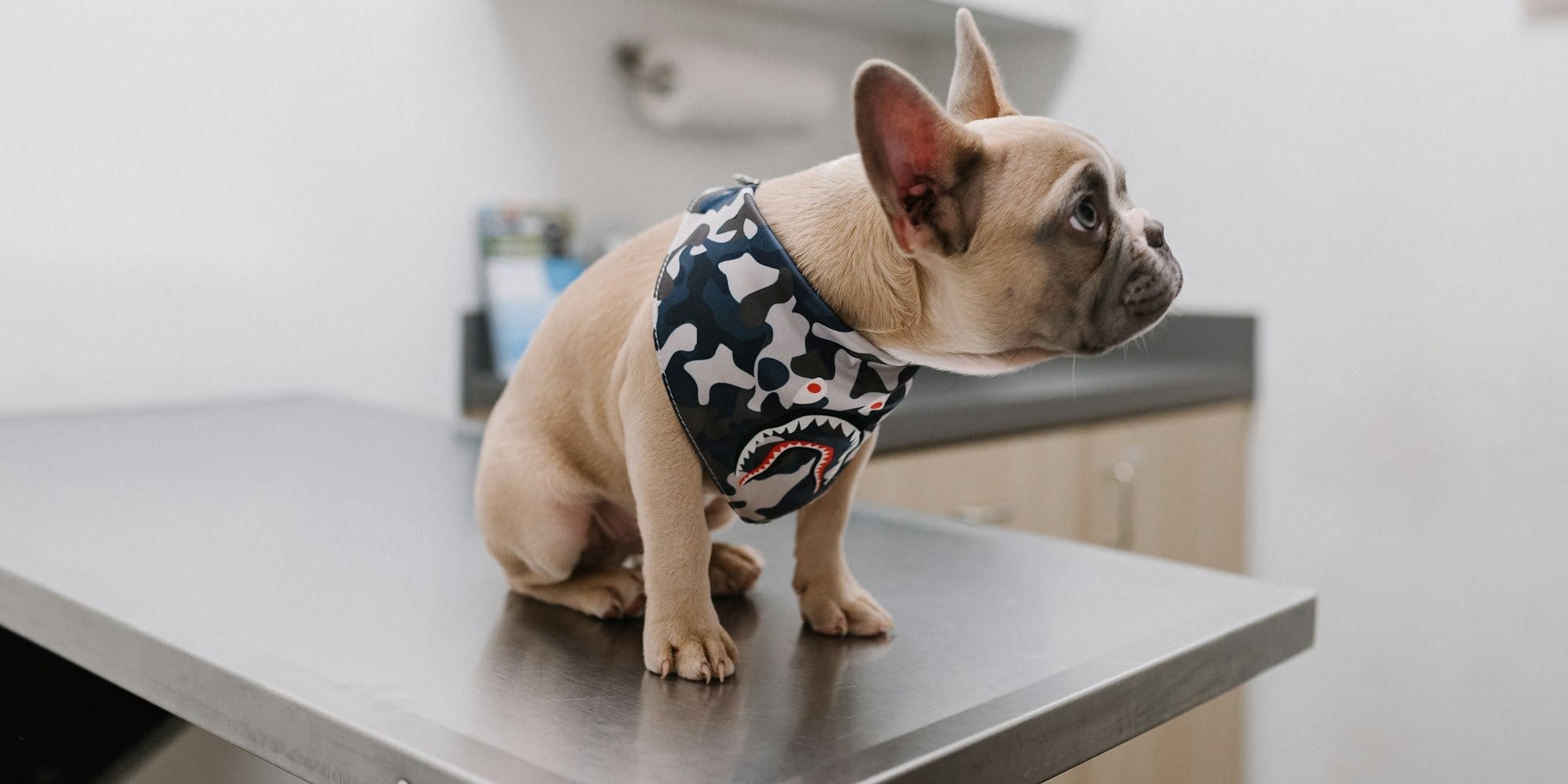 Veterinarian examining senior dog for signs of cognitive dysfunction