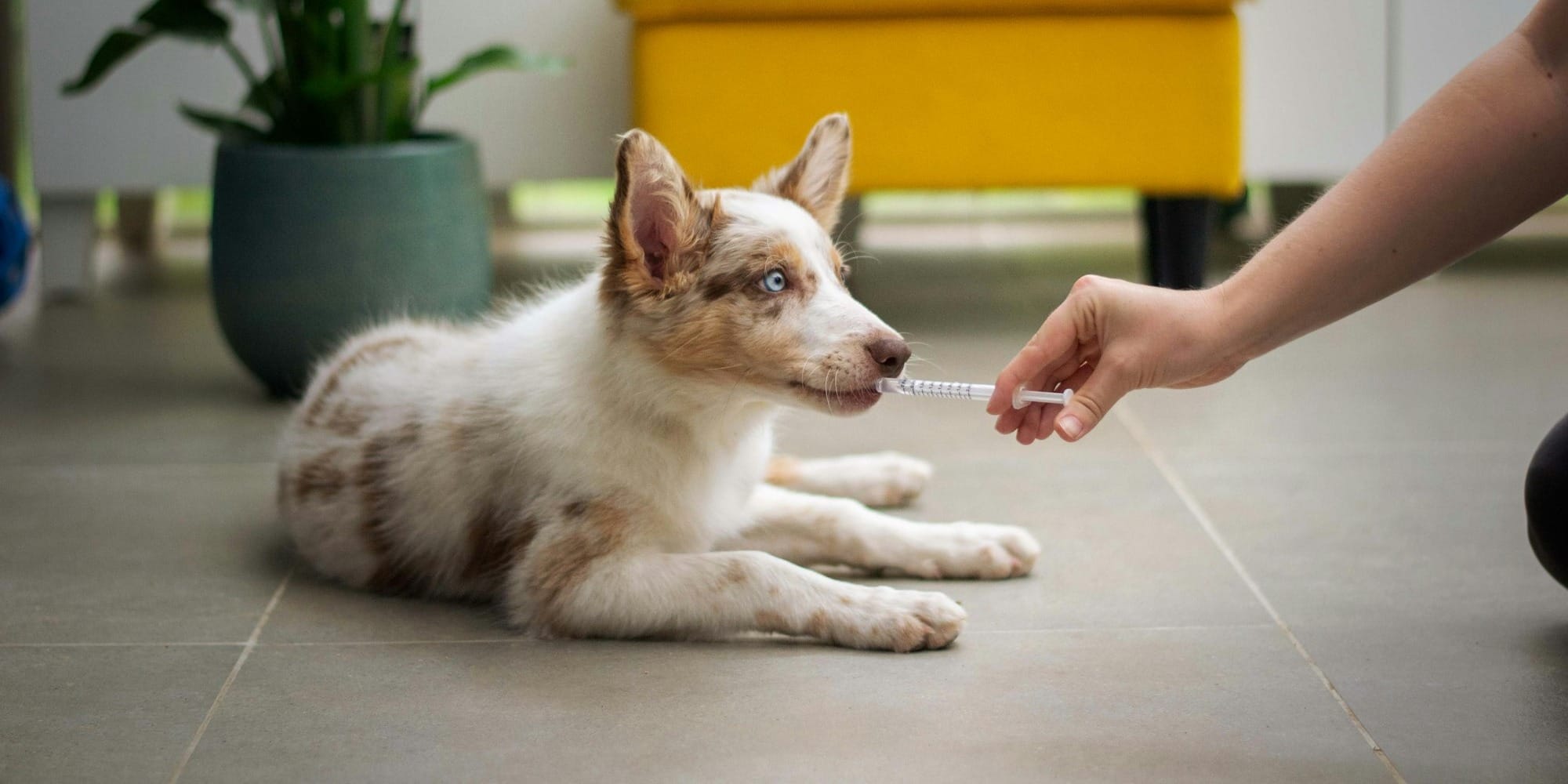 Medication and supplements used for canine cognitive dysfunction treatment