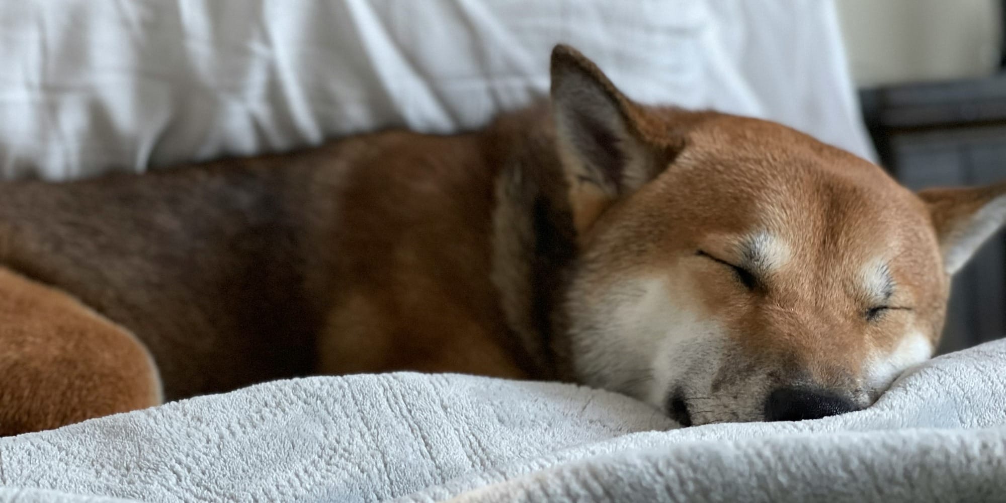 senior dog on orthopedic bed in comfortable sleeping environment