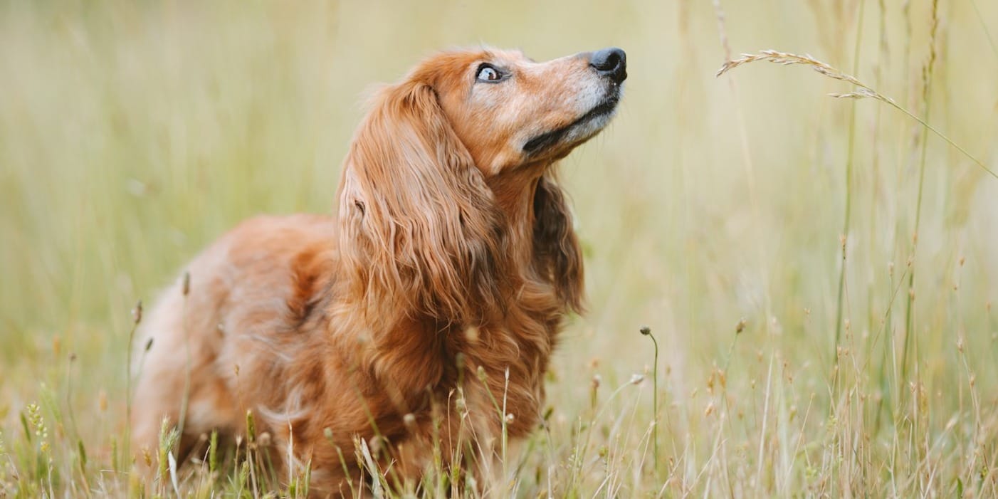 how canine cognitive dysfunction affects a dog's brain