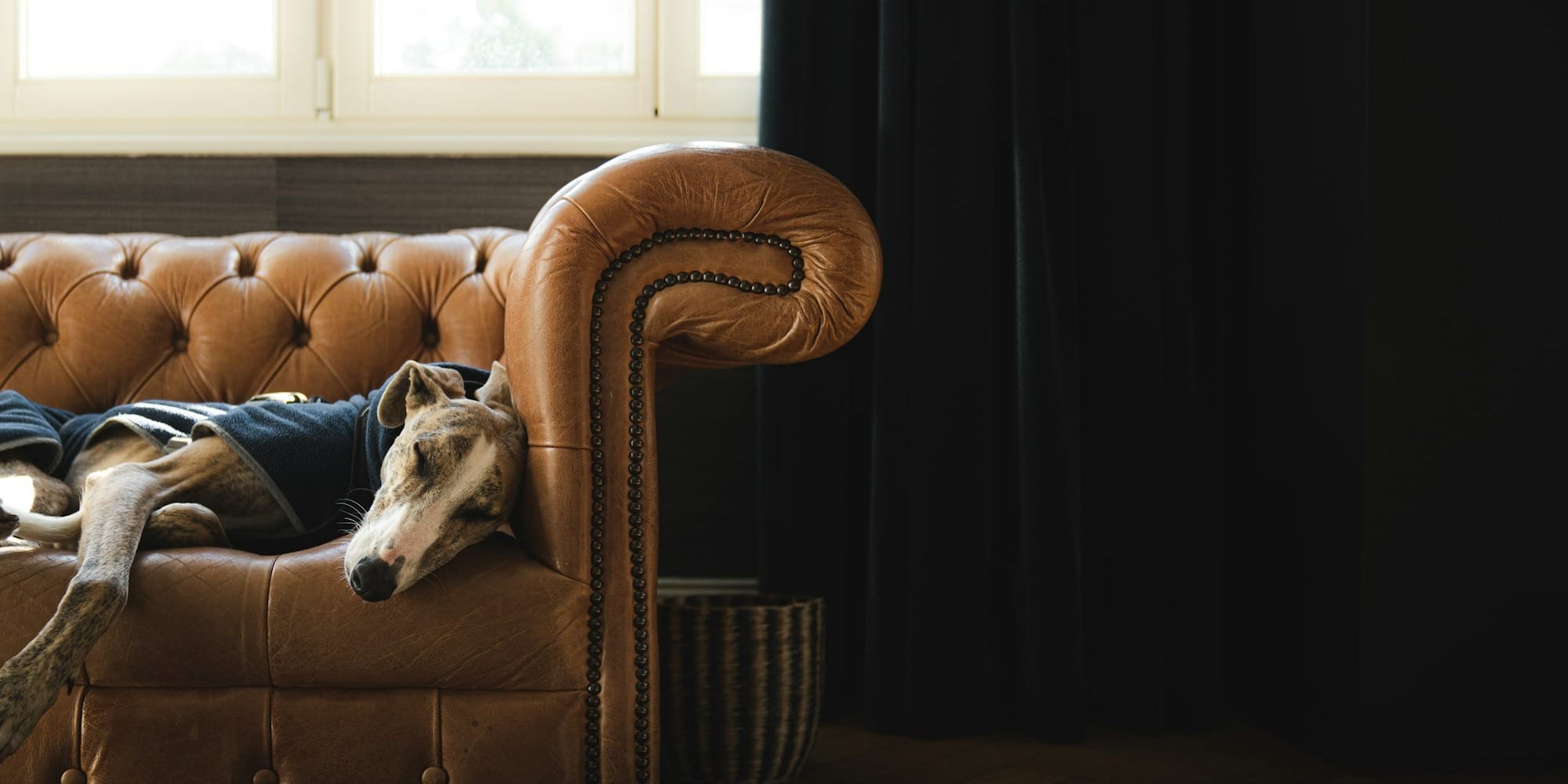 6 top causes of nighttime panting and excessive thirst in senior dogs – Cushing's, pain, heart disease, diabetes, kidney issues, anxiety