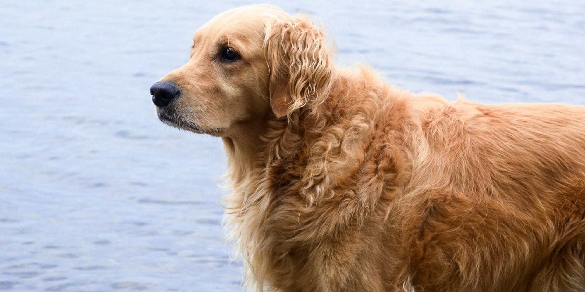 golden retriever on water